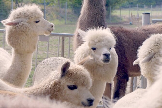 Alpaca and llama hike Moedling near Vienna - Key points at a glance
