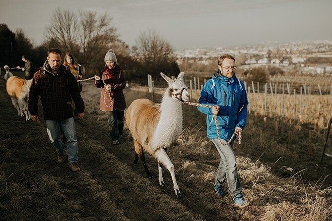 Alpaca and llama hike Moedling near Vienna - Why this Mödling hike feels different from a standard animal visit