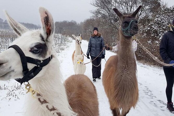 Alpaca and llama hike Moedling near Vienna - What the two-hour pace is really like