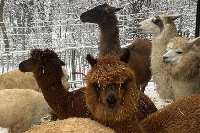 Alpaca and llama hike Moedling near Vienna - Getting to the meeting point in Mödling