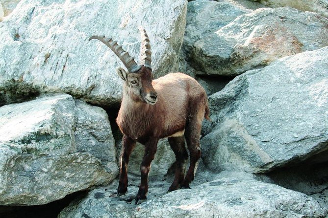 Alpine Zoo Innsbruck and Hungerburg Funicular Combo Ticket - The ride from Station Congress to Hungerburg