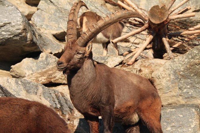 Alpine Zoo Innsbruck and Hungerburg Funicular Combo Ticket - What two hours really gets you