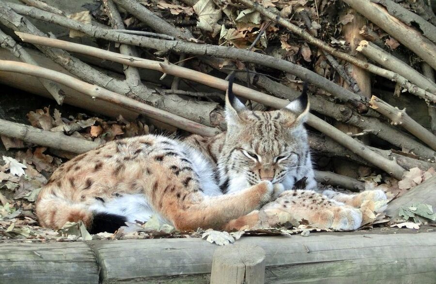 Combi Entrance Ticket to Alpine Zoo and Hungerburg - Key points to know