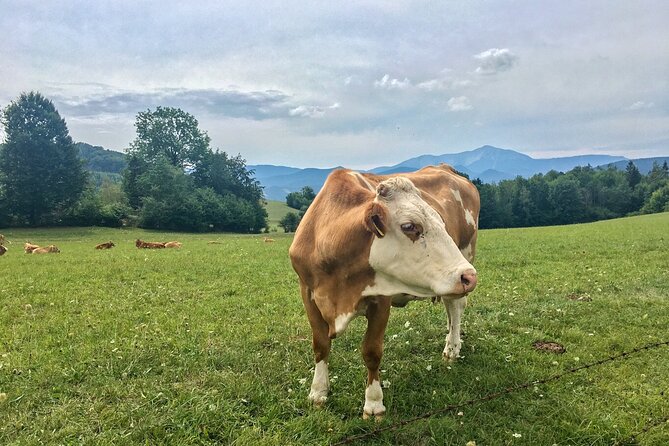 Exploring the Gutenstein Alps - Key points at a glance