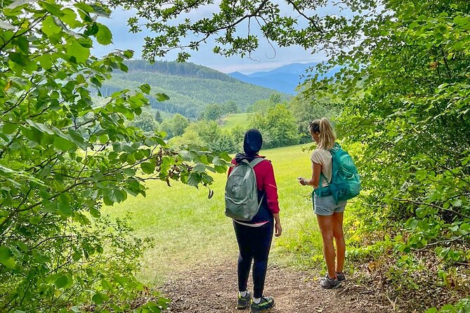 Exploring the Gutenstein Alps - Forest paths open toward Schneeberg