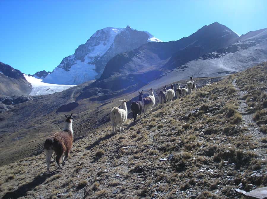 From La Paz: Condoriri Andes, Pico Austria Full Day Hiking - Wildlife, silence, and the appeal of a lesser-known range