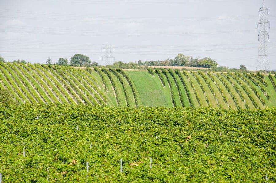 From Vienna: Half-day Countryside Wine Tour with Meal - Guides who shape the day