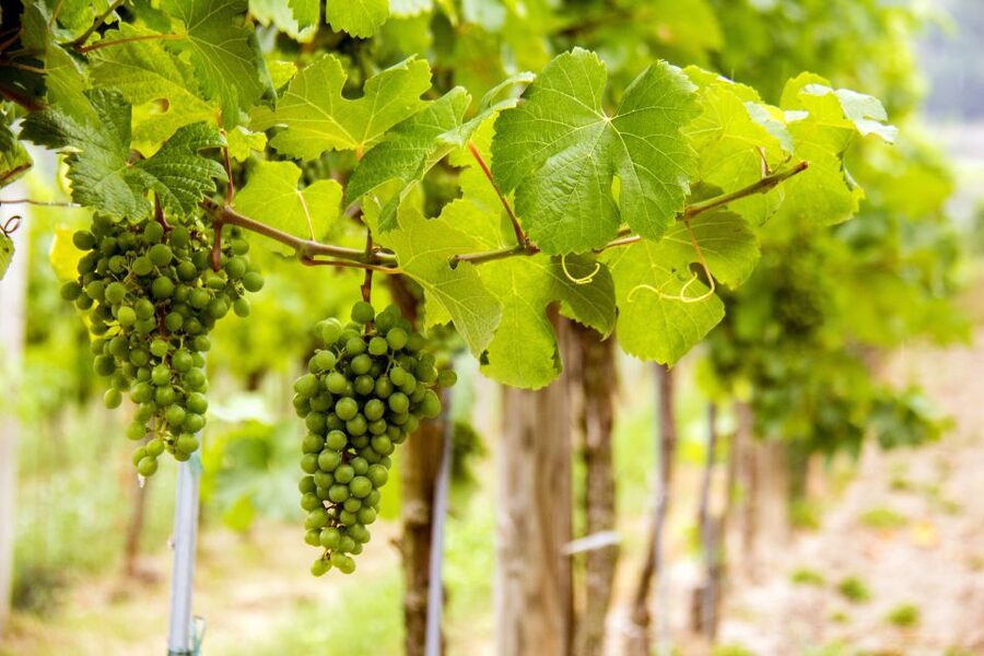 Grape Grazing: Wachau Valley Winery Biking Tour - Is $163 a fair price?