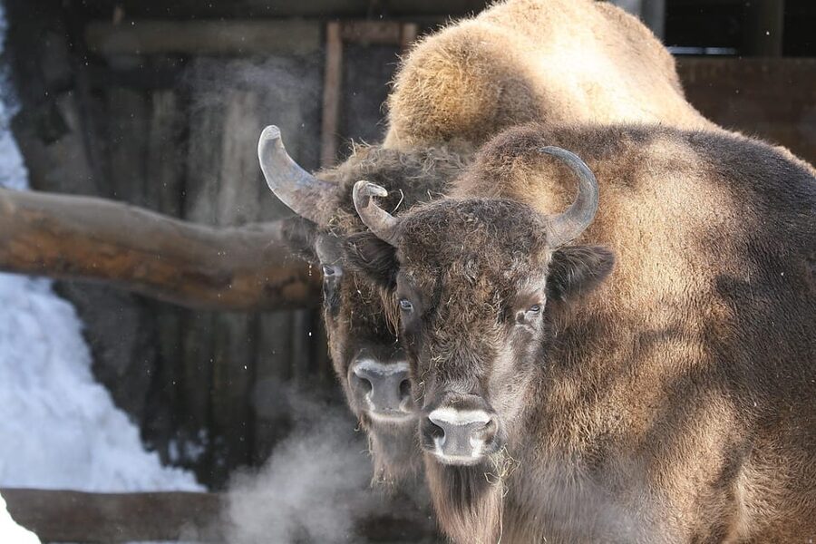 Innsbruck: Alpenzoo Entrance Ticket - Why Innsbruck’s Alpine Zoo feels different