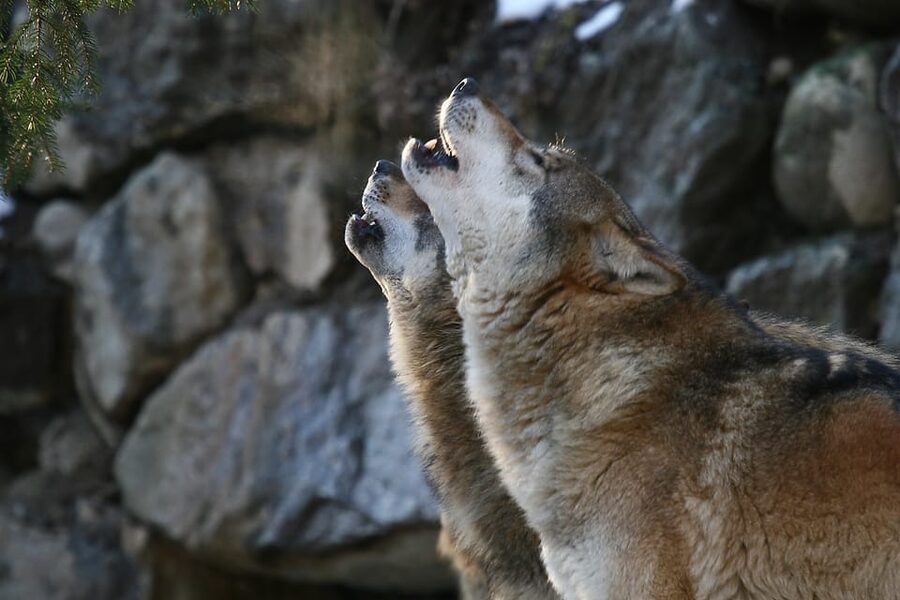 Innsbruck: Alpenzoo Entrance Ticket - Brown bears, lynx, wolves, and elk