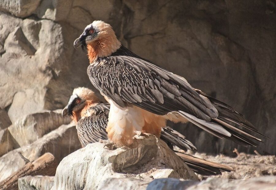 Innsbruck: Alpenzoo & Top of Innsbruck Combination Ticket - A small-group ticket without a named guide