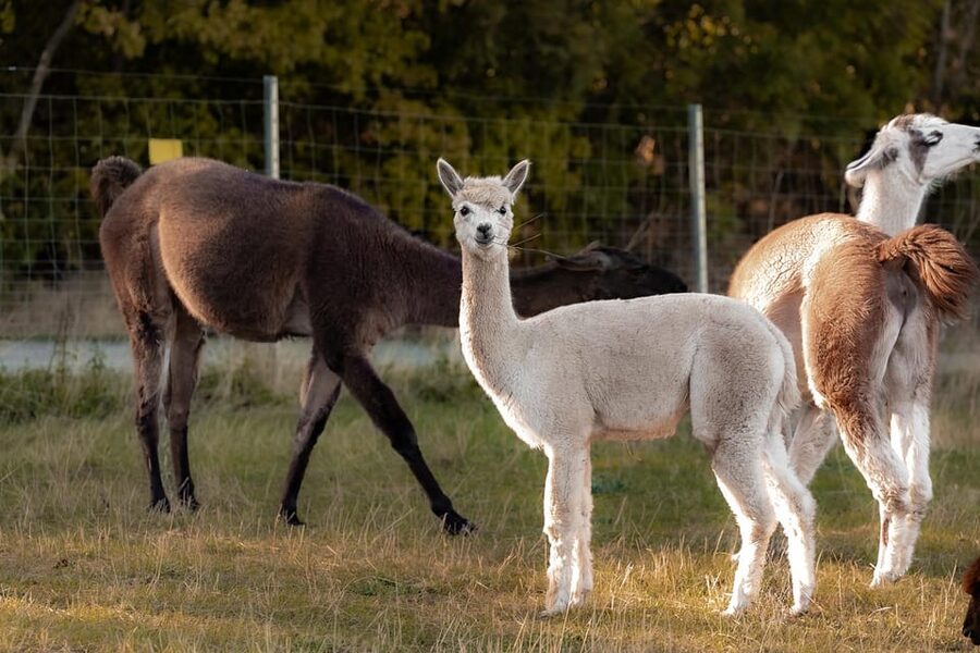 Mödling/Vienna: Scenic Guided Hike with Alpacas and Llamas - Key points at a glance