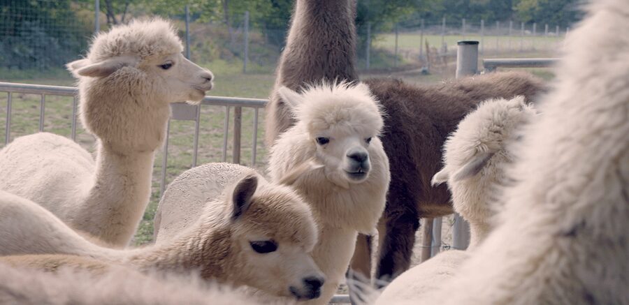 Mödling/Vienna: Scenic Guided Hike with Alpacas and Llamas - Why this Mödling walk is different from a standard Vienna outing