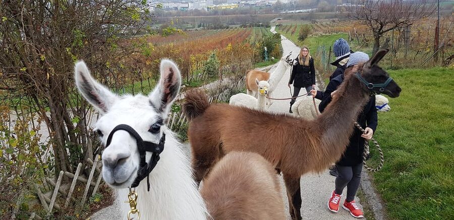 Mödling/Vienna: Scenic Guided Hike with Alpacas and Llamas - Forest paths, vineyards, and a slower pace
