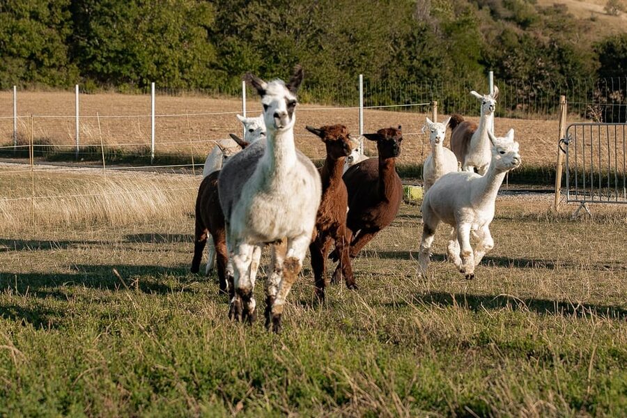Mödling/Vienna: Scenic Guided Hike with Alpacas and Llamas - The halfway pause and photo time