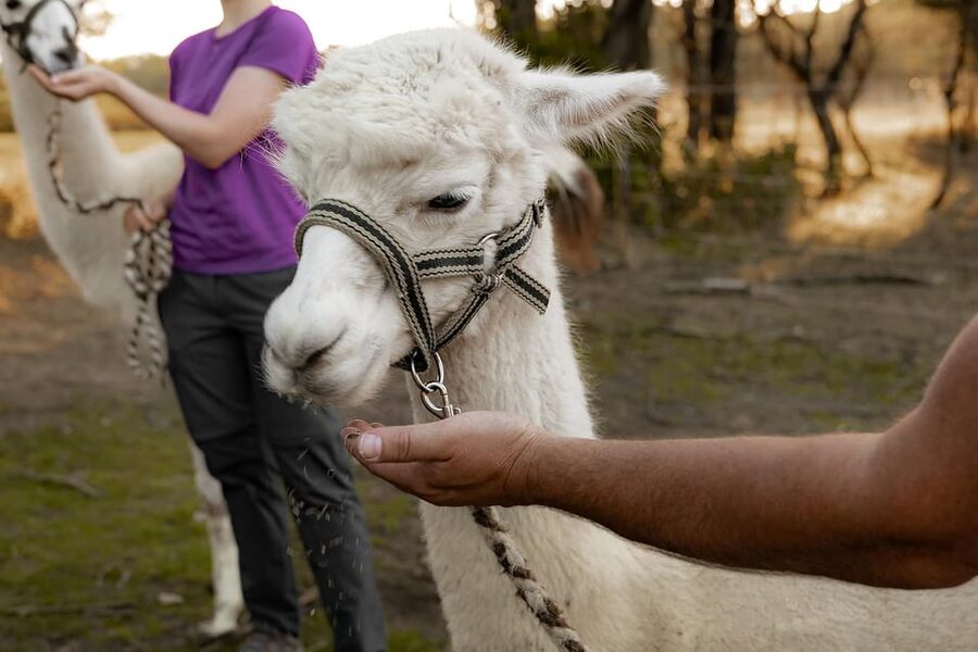 Mödling/Vienna: Scenic Guided Hike with Alpacas and Llamas - Returning with your animal and receiving a llama license