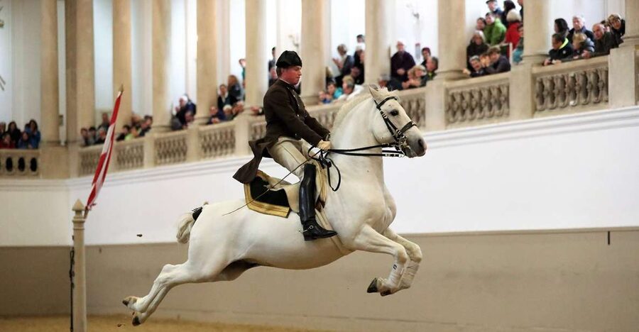 Performance Of The Lipizzans At Spanish Riding School - Key points to know before you book