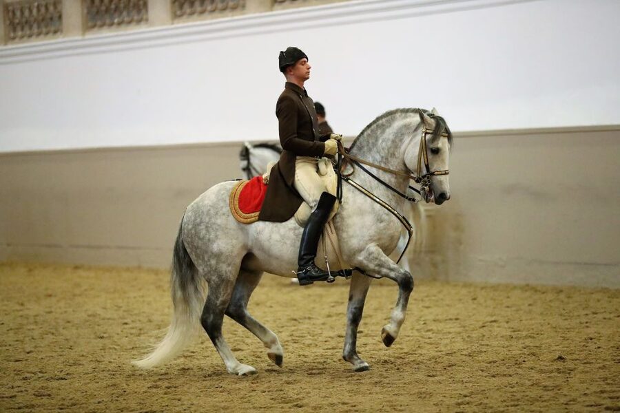 Performance Of The Lipizzans At Spanish Riding School - Why the Lipizzans are the real attraction