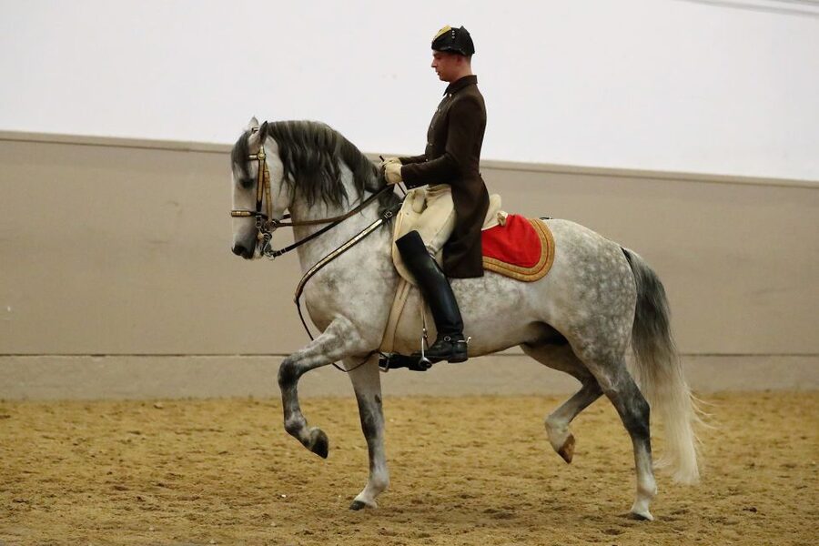 Performance Of The Lipizzans At Spanish Riding School - Choosing between 70 minutes, 90 minutes, and two hours