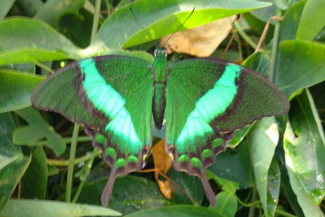 Schmetterlinghaus - Imperial Butterfly House Vienna Admission Ticket - Key things to know before you go