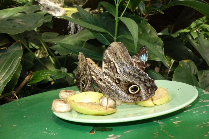 Schmetterlinghaus - Imperial Butterfly House Vienna Admission Ticket - Is the $13.14 ticket good value?