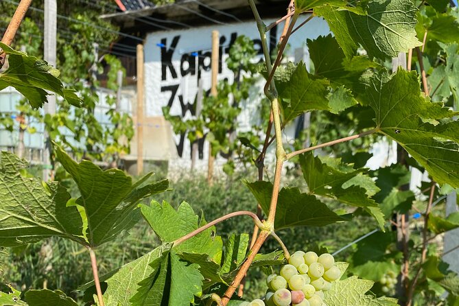 Taste and Tour Small Organic Wineries with a Winemaker - Key points to know before you book