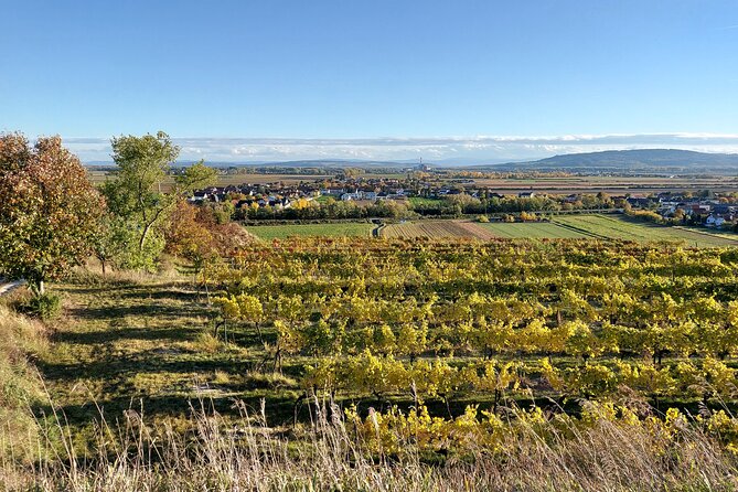 Taste and Tour Small Organic Wineries with a Winemaker - What you will taste, and why the food helps