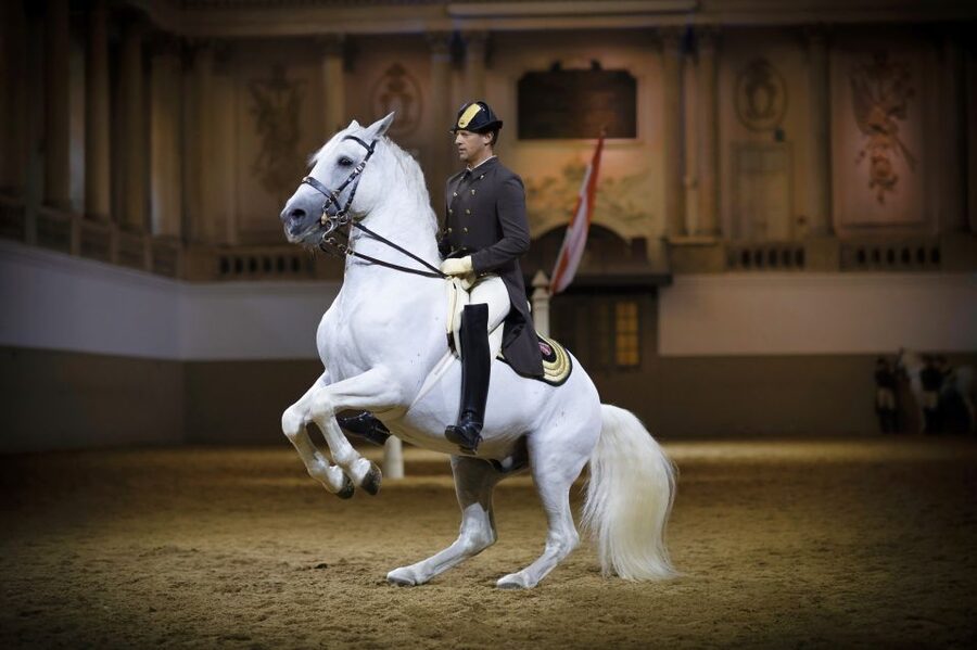 Vienna: Spanish Riding School 45-Minute Performance Show - Why the horses and riders matter