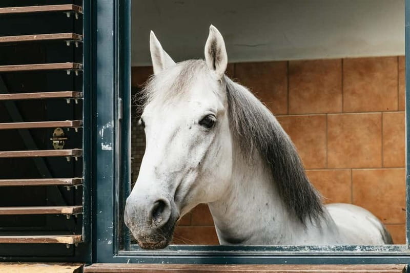 Vienna: Spanish Riding School Guided Architectural Tour - Why the roof is the real surprise
