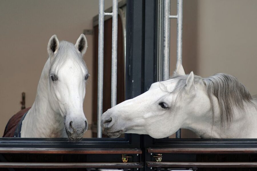 Vienna Spanish Riding School Guided Tour - Inside Vienna’s Spanish Riding School