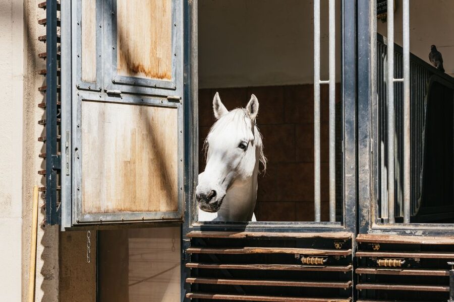 Vienna Spanish Riding School Guided Tour - How This Visit Compares With a Performance