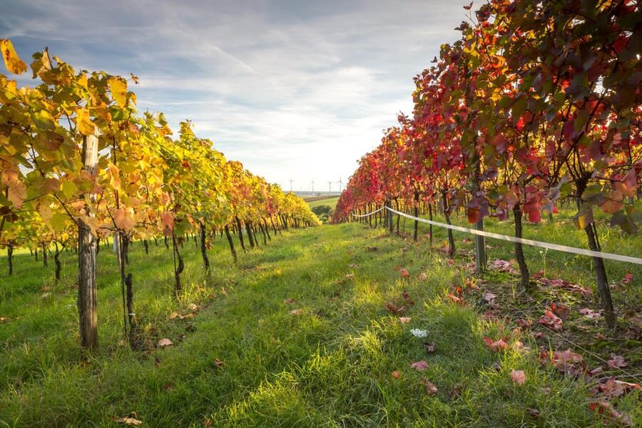Vienna: Vienna Woods Tour with Underground Lake and Wine - Timing, clothing, and value